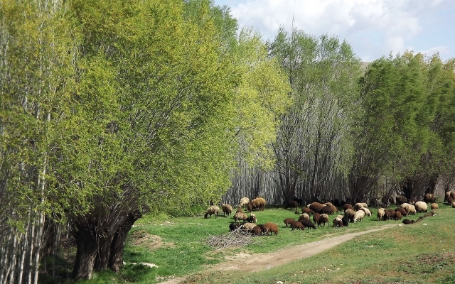 ساخت کلیپ از روی عکس و فیلم ( تولد و سایر مراسمات).