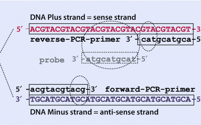 طراحی پرایمر برای real time PCR و PCR انجام بدم.