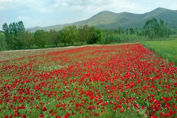 ساخت کلیپ از روی عکس و فیلم ( تولد و سایر مراسمات).