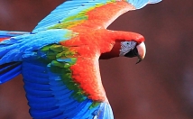 برات-تایپ-انگلیسی-فارسی-سریع-غلط-تایپ-پروژه-میدم