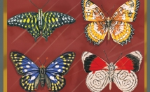 آیتمی-نیاز-بکشم