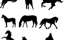 نرم-افزار-کرل-ایلستریتور-طرح-وکتور-مورد-ایجاد